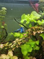 Blue Moscow x Blue Lacewing, Dieren en Toebehoren, Vissen | Aquariumvissen, Vis