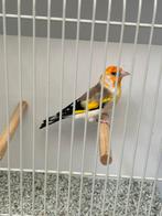 Majoor putter isabelpastel, Dieren en Toebehoren, Mannelijk, Wildzangvogel, Geringd