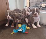 Old English Bulldog pups uit geteste ouders, Parvo, 8 tot 15 weken, Bulldog, Meerdere