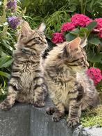 Prachtige raszuivere XXL Maine Coon kittens met stamboom, Dieren en Toebehoren, Meerdere dieren