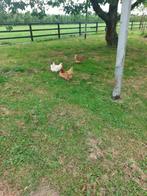 TE KOOP 3 JONGE HENNEN, Dieren en Toebehoren, Pluimvee, Vrouwelijk, Kip