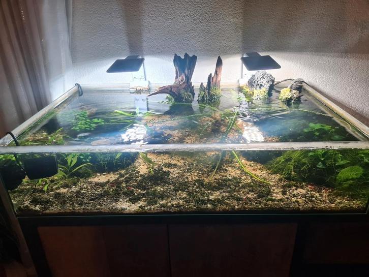 Rode garnalen aquarium, Dieren en Toebehoren, Vissen | Aquariumvissen, Zoetwatervis, Kreeft, Krab of Garnaal