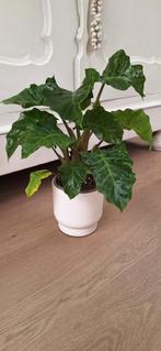 Kamerplanten 7.50 per stuk, Ophalen, Overige soorten, Minder dan 100 cm