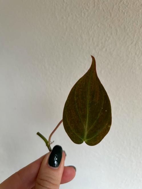 Philodendron, verse stek, zie advertentie, Huis en Inrichting, Kamerplanten, Overige soorten, Minder dan 100 cm, Ophalen of Verzenden