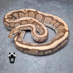 0.1 Fire Granit HGW (Lavaflow) bewezen kweekvrouw, Slang, Tam, 3 tot 6 jaar