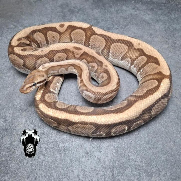 0.1 Fire Granit HGW (Lavaflow) bewezen kweekvrouw, Dieren en Toebehoren, Reptielen en Amfibieën, Slang, 3 tot 6 jaar, Tam