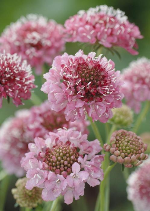 Scabiosa Salmon Queen zaden, Tuin en Terras, Bloembollen en Zaden, Zaad, Voorjaar, Volle zon, Ophalen of Verzenden