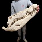 Hoogwaardige xxl replica schedel Nijlkrokodil, Ophalen of Verzenden, Nieuw, Schedel