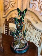 Antieke stolp met Urania Ripheus, Huis en Inrichting, Woonaccessoires | Stolpen, Ophalen