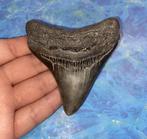 Megalodon haaientand fossiel 8.8 centimeter, Verzamelen, Mineralen en Fossielen, Ophalen of Verzenden, Fossiel