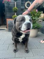 Old englisch Bulldog dekreu, Dieren en Toebehoren, Reu, Eén hond, 3 tot 5 jaar, Nederland
