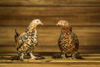Sabelpoot krielkip | Jonge, kleine kippen | Deskundig advies, Dieren en Toebehoren, Pluimvee, Kip, Meerdere dieren