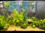 Ciano Emotions Pro 100/201L aquarium., Dieren en Toebehoren, Ophalen, Gebruikt, Gevuld zoetwateraquarium