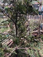 Conifeer plant, Tuin en Terras, Bloeit niet, Halfschaduw, 100 tot 250 cm, Overige soorten