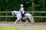 Super lieve brave pony, Dieren en Toebehoren, B, Gechipt, Ruin, Dressuurpony