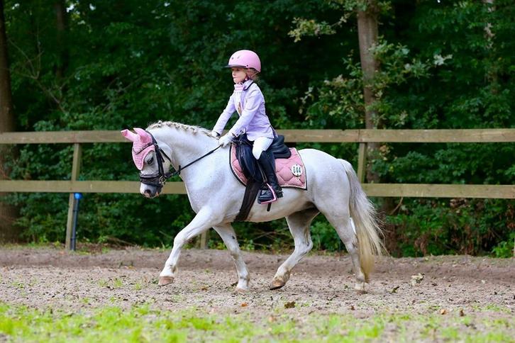 Super lieve brave pony, Dieren en Toebehoren, Pony's, Ruin, B, B pony (1.17m tot 1.27m), Dressuurpony, 11 jaar of ouder, Met stamboom