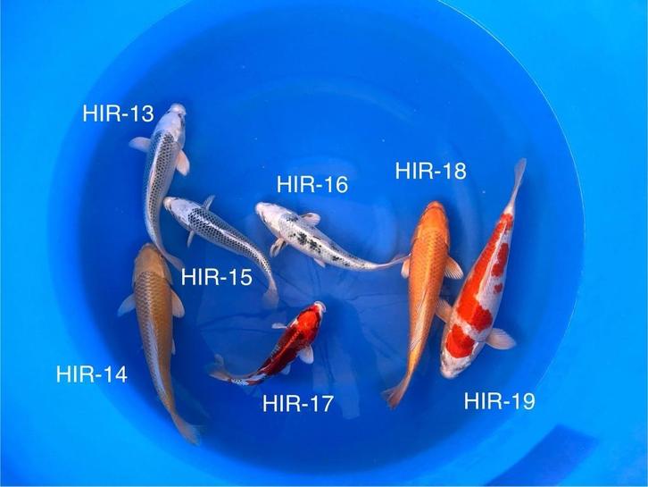 Diverse HQ Japanse koi karper | Koikarpers  | Tosai vissen, Dieren en Toebehoren, Vissen | Vijvervissen, Karper of Koi