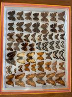 Koop of ruil: Gemengde vlinders van de wereld 54 individuen, Verzamelen, Ophalen, Gebruikt, Insect, Opgezet dier