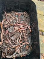 Viswormen/dauwpieren/ regenwormen bak 35 stuks, Ophalen