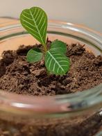 Kamerplant Euphorbia Leuconeura - Madagaskar Juweel, Ophalen, Overige soorten, Volle zon