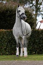 Veelbelovende A welsh pony!, Dieren en Toebehoren, Pony's, Merrie, Zadelmak, 3 tot 6 jaar, B pony (1.17m tot 1.27m)