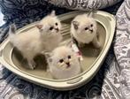 Ragdoll kittens, Dieren en Toebehoren, Katten en Kittens | Raskatten | Langhaar, Meerdere dieren, Ontwormd, 0 tot 2 jaar