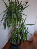 Mooie Grote yucca plant, Ophalen, Halfschaduw, Minder dan 100 cm