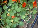 oostindische kers plantjes eetbaar blad bloemen, Bodembedekkers, Volle zon, Eenjarig, Ophalen of Verzenden