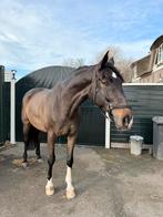 Eerlijke en betrouwbare ruin met fijn karakter, Dieren en Toebehoren, Ruin, Recreatiepaard