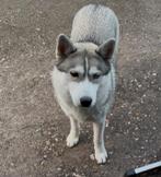 Husky teef, Dieren en Toebehoren, 1 tot 2 jaar, Teef, Eén hond, Middel