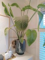 PTMD pot incl plant, Ophalen of Verzenden, Halfschaduw, Minder dan 100 cm