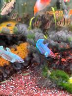 Betta splendens Female AA Selection, Vis, Zoetwatervis, Schoolvis