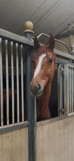 5 jarige gave ruin, Dieren en Toebehoren, 175 cm of meer, Met stamboom, Ruin, Dressuurpaard