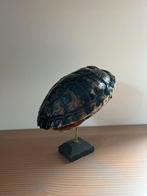Schildpad schild op standaard, Verzamelen, Ophalen of Verzenden, Zo goed als nieuw, Reptiel of Amfibie, Opgezet dier