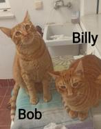 Jarela, Billy en Bob, 09/10/2023 , samen ter adoptie, Dieren en Toebehoren, Katten en Kittens | Overige Katten, Meerdere dieren