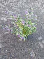 Caryopteris Heavenly Blue - Blauwe Spirea, Volle zon, Vaste plant, Zomer, Ophalen