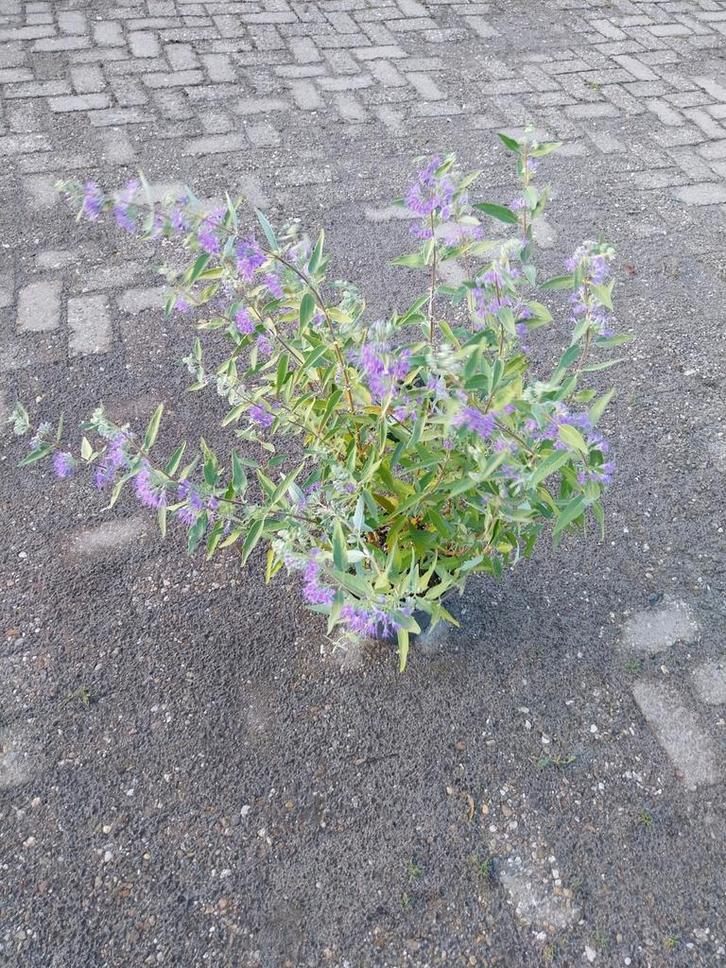 Caryopteris Heavenly Blue - Blauwe Spirea, Tuin en Terras, Planten | Tuinplanten, Vaste plant, Overige soorten, Volle zon, Zomer