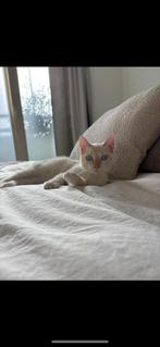 2 katers (kittens) te koop! Britse korthaar, Dieren en Toebehoren, Katten en Kittens | Overige Katten, Kater