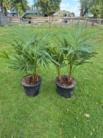 Palm, Trachycarpus fortunei, winterhard, 2 stuks, Ophalen, Bloeit niet, Overige soorten, Volle zon