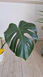 Monstera deliciosa groot blad, Huis en Inrichting, Overige soorten, Minder dan 100 cm, Halfschaduw, Ophalen