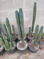 Grote Schijfcactussen en XL Panchycereus Pringlei Cactus., Ophalen, 100 tot 150 cm, In pot, Cactus