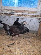 Rood porselein Sussex groot Hennen te koop, Dieren en Toebehoren, Pluimvee, Vrouwelijk, Kip