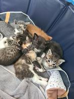 Kıtten, Dieren en Toebehoren