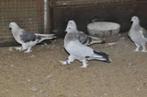 Takla duiven, Meerdere dieren, Tuimelaar of Roller