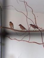 3-0 pagode spreeuwen 2025   2 verkocht., Dieren en Toebehoren, Vogels | Overige Vogels, Mannelijk, Tropenvogel, Geringd