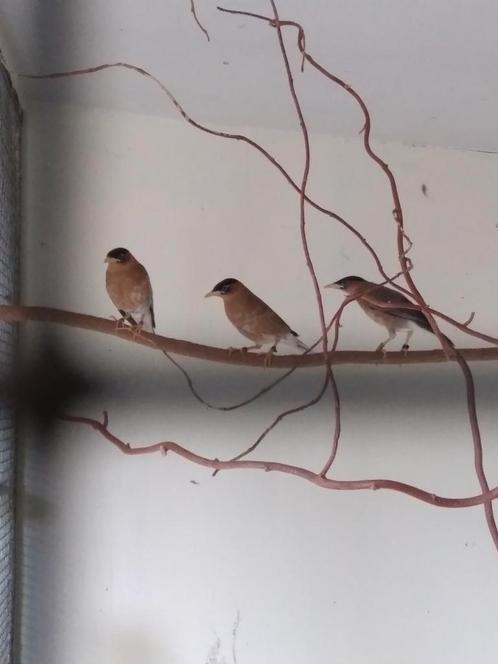 3-0 pagode spreeuwen 2025   2 verkocht., Dieren en Toebehoren, Vogels | Overige Vogels, Tropenvogel, Mannelijk, Geringd