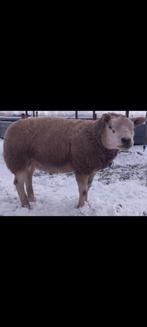 Engelse Texelaar Stamboek Dekram, Mannelijk, Schaap