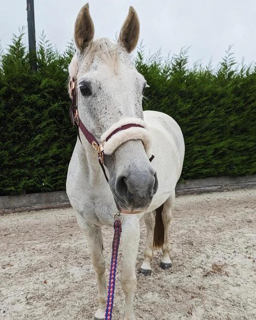 Lieve merrie zoekt betrouwbare verzorgster, Dieren en Toebehoren, Paarden en Pony's | Overige Paardenspullen, Nieuw, Dressuur