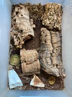 Kweekgroep Armadillidium babium high yellow, Dieren en Toebehoren, Insecten en Spinnen, Overige soorten