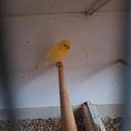 Kanarie man 2025, Mannelijk, Zangkanarie